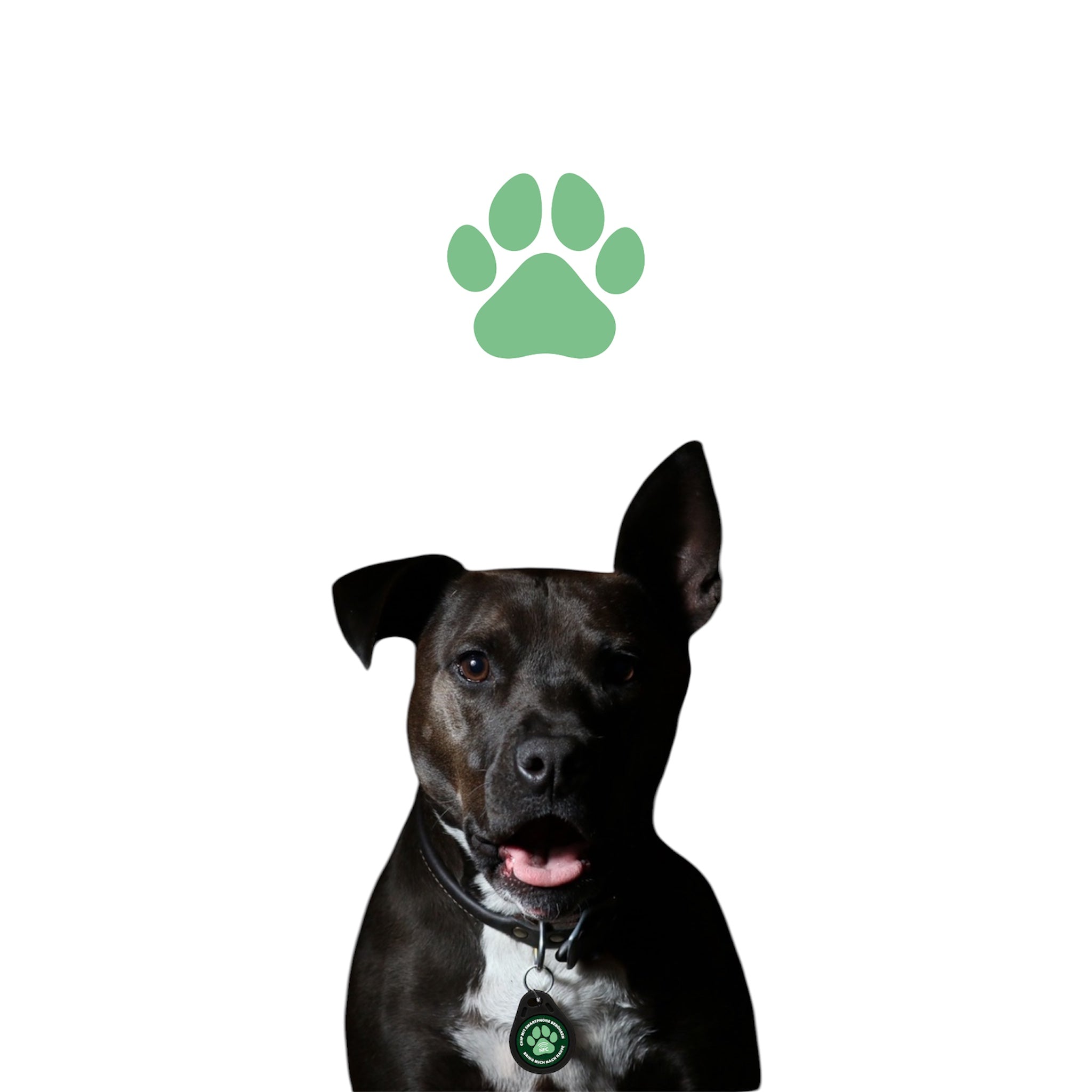 NFC-Hundemarke Pro 2