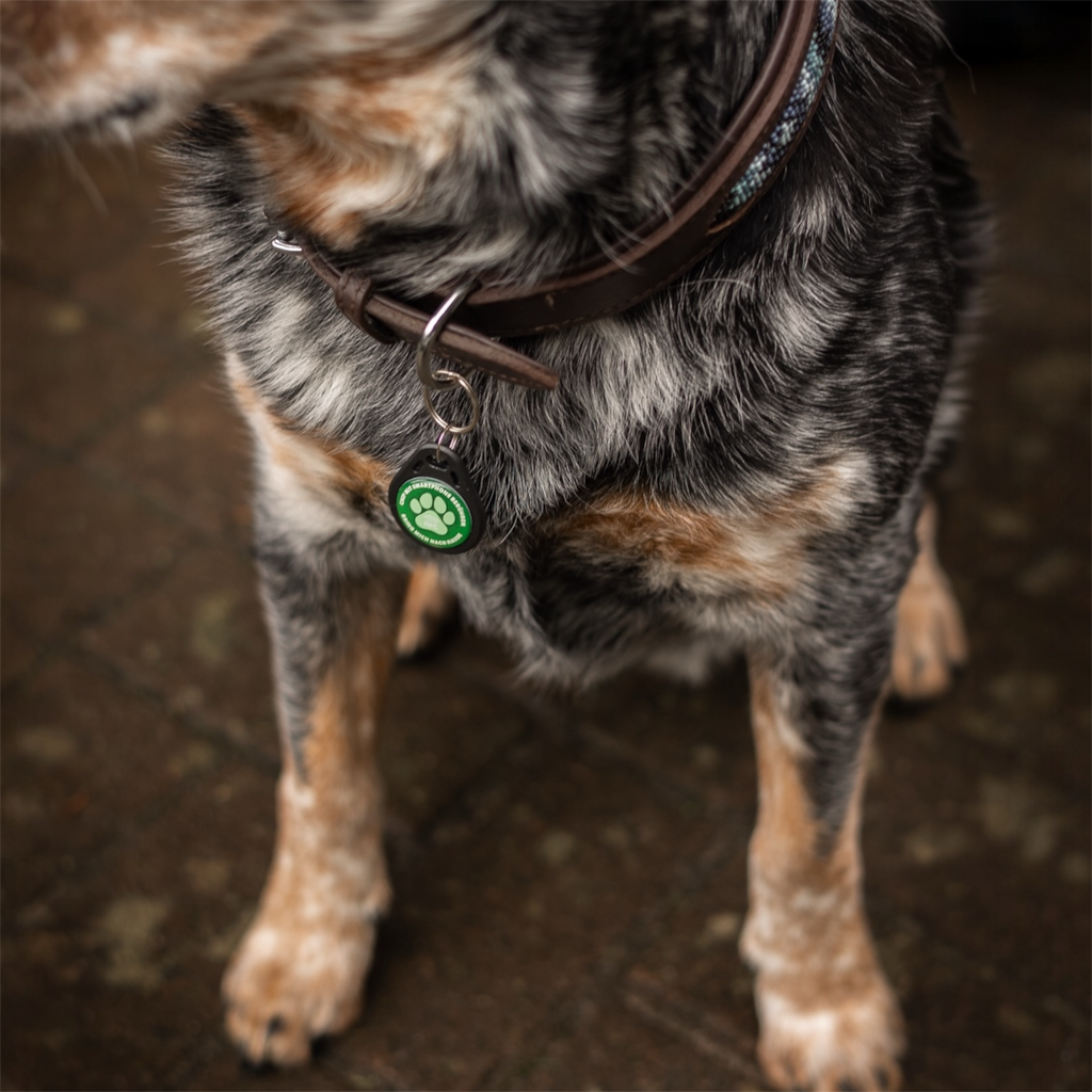 NFC Dog Tag Pro